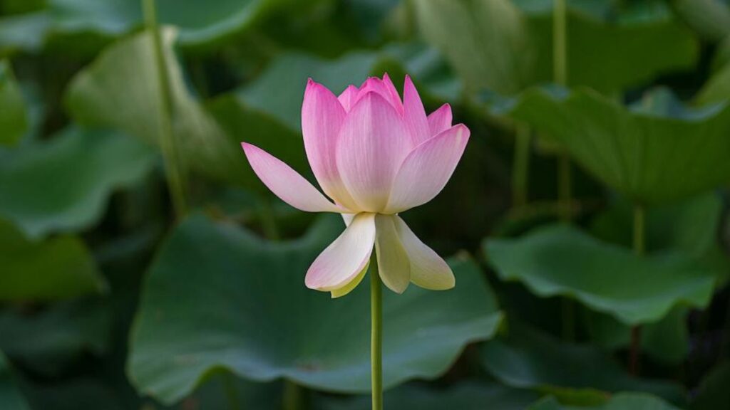 2023年8月MLH｜涼やかで清らかに咲く蓮の花