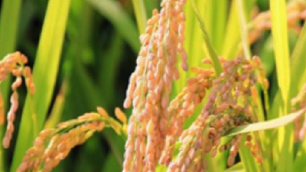古から食べて来たお米について、文化的な側面や美味しい食べ方などをご紹介。
